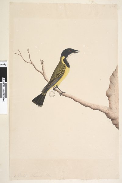 Sida 19. April. Naturlig storlek Golden Whistler Pachycephala pectoralis, hane, 1791-92 av Unknown artist