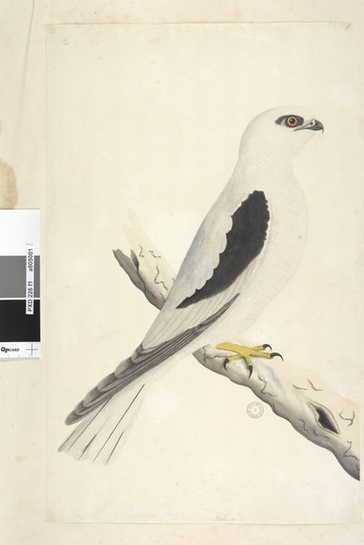 Sida 1. Falco, sedd i Augustat nedre till vänster i annan hand August naturlig storlek. Svart, axlad drake Elanus axillaris Elanus notatus, 1791-92 av Unknown artist