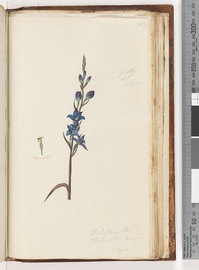 Sida 203. Jag tror att det här är Thelymitra ixioides / Spotted Sun Orchid av Unknown