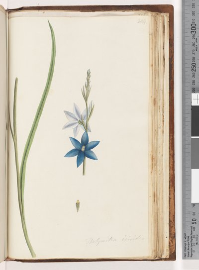 Sida 204. Thelymitra ixiodes /Fläckig solorkidé av Unknown artist