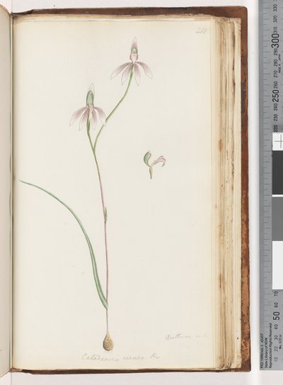 Arethusa säker? Caladenia carnea Br / Pink Fingers Orchid av Unknown artist
