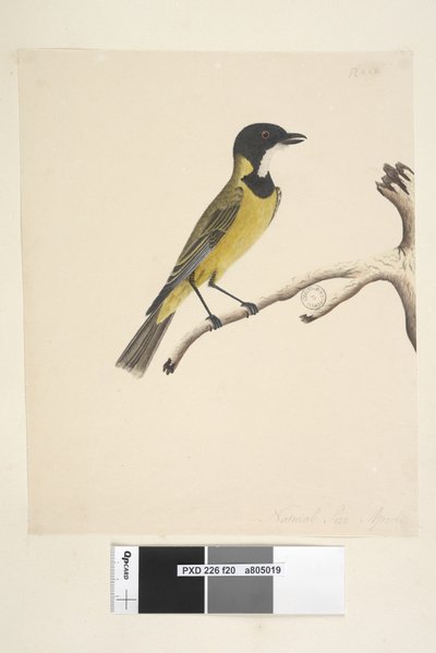 Sida 20. Naturlig storlek. April Golden Whistler Pachycephala pectoralis, hane, 1791-92 av Unknown artist