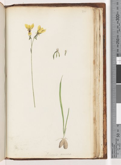 Sida 211. Form av Diuris aurea / Golden Donkey Orchid av Unknown artist