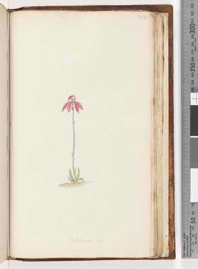 Sida 212. Caladenia sp av Unknown artist