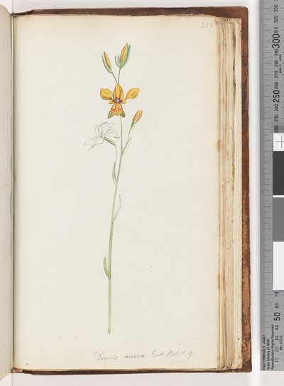 Sida 213. Diuris aurea. Exot. Bot. t. 9. Golden Donkey Orchid av Unknown artist