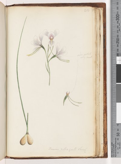 Sida 214. Diuris elongata Saracty? Lila åsneorkidé av Unknown