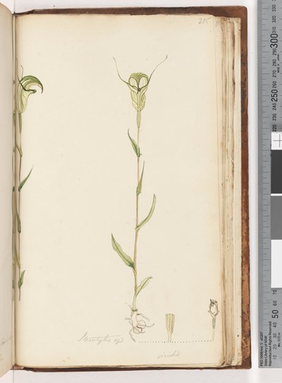 Sida 215. Pterostylis op / viridis av Unknown artist