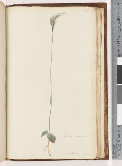 Sida 216. Pterostylis nutans? / av Unknown artist