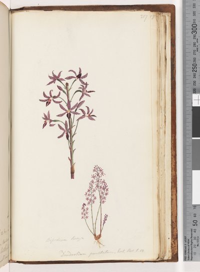 Sida 217. Dipodium Brown / Dendrobium punctatum. Exot. Bot. t. 12. Hyacint-orkidé av Unknown artist