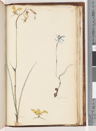 Sida 219. Caladenia / Diuris två växter av Unknown artist