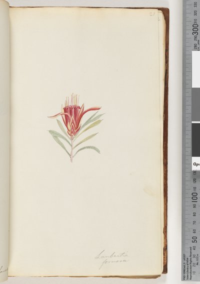 Sida 21. Lambertia formosa / Mountain Devil av Unknown artist