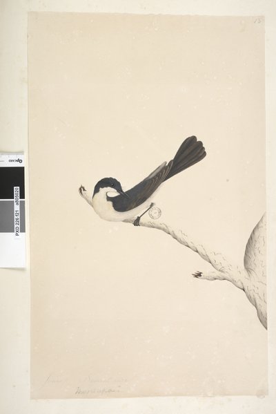 Sida 21. Musciopa. ovan titel i annan hand juni. Naturlig storlek Restless flugsnappare Myiagra inquieta Seisura inquieta, 1791-92 av Unknown artist