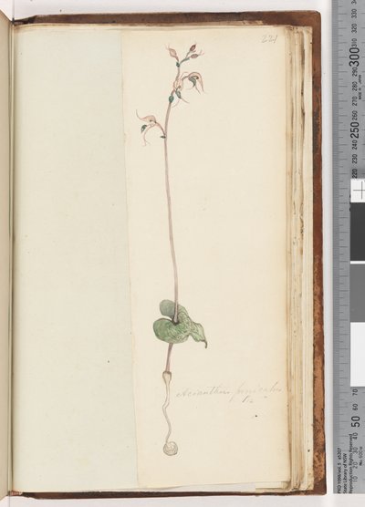Sida 221. Acianthus fornicatus Br Pixie Caps av Unknown artist