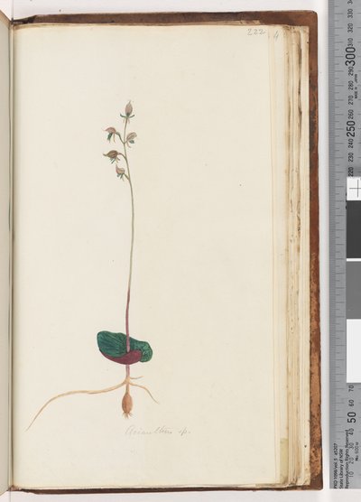 Sida 222. Acianthus sp av Unknown artist