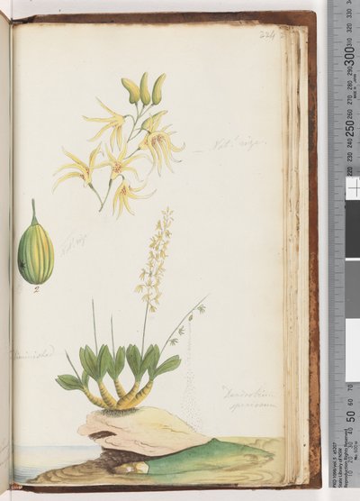 Sida 224. Dendrobium speciosum / Bergorkidé av Unknown artist
