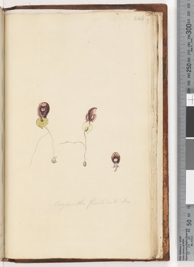 Sida 226. Corysanthes fimbriata Br / Fringed Helmet Orchid av Unknown artist