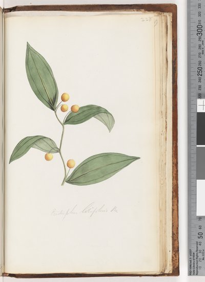Sida 228. Eustrephus latifolius Br. Wombat Berry av Unknown artist