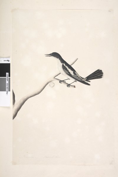 Sida 22. November, naturlig storlek Vit, Winged Triller Lalage sueurii, hane, 1791-92 av Unknown artist
