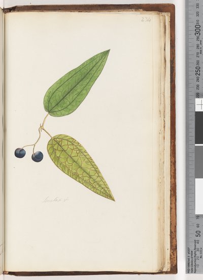 Sida ೨೩೪. Stylus Sp Sweet Sarsaparilla av Unknown artist
