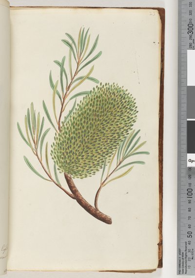 Sida 23. Namnlös blommande växt av Unknown artist