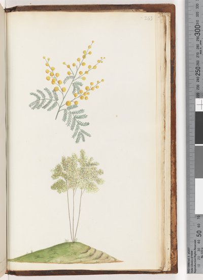 Sida 243. Namnlös blommande växt av Unknown artist