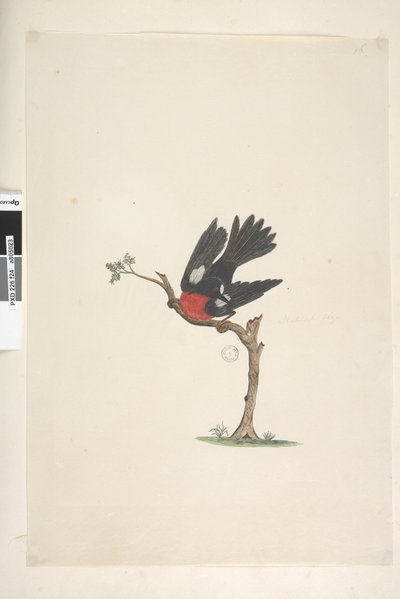 Sida 24. Naturlig storlek Scarlet Robin Petroica flerfärgad, hane, Norfolk Island, 1791-92 av Unknown artist