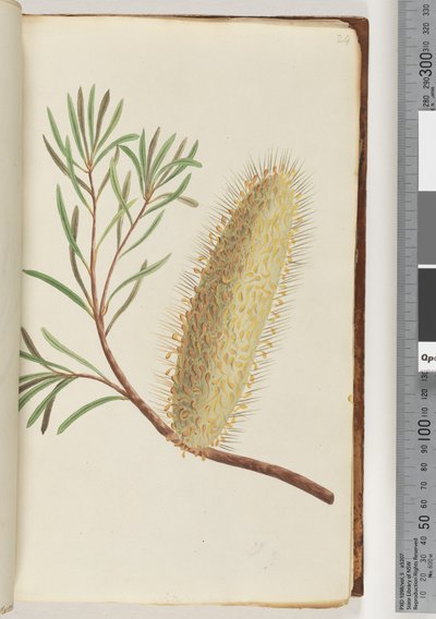 Sida 24. Namnlös blommande växt av Unknown artist