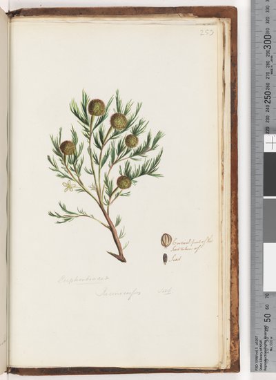 Sida 253. Euphorbiaceae / Ricinocarpus  ...? Bröllopsbuske av Unknown artist