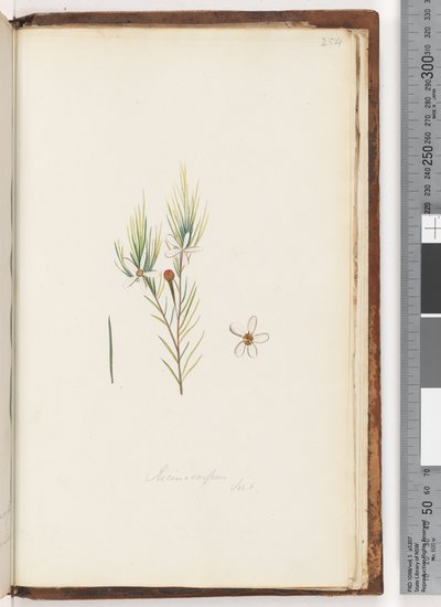 Sida 254. Ricinocarpus / ?? av Unknown artist
