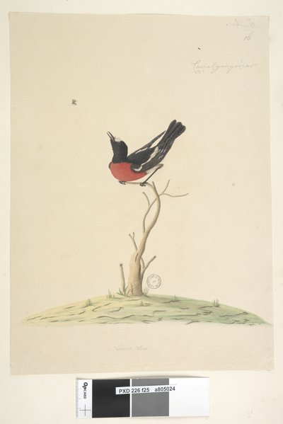 Sida 25. Bil,ral,gar,yei,sar, naturlig storlek Scarlet Robin, hane Petroica multicolor, N.S.W., 1791-92 av Unknown artist