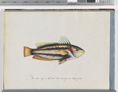 Sida 25. Oidentifierad fisk av Unknown artist