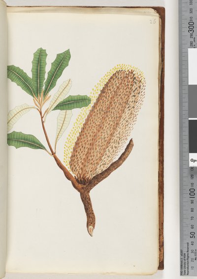 Sida 26. Namnlös blommande växt av Unknown artist