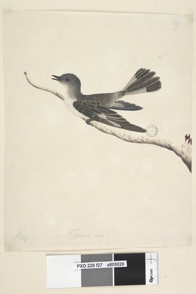 Sida 27. Maj. Hooded Robin i naturlig storlek, hona Melanodryas cucullata, 1791-92 av Unknown artist