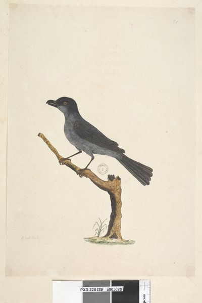 Sida 29. Blackbird Norfolk Island Blackbird? Aplonis fuscus, hane, 1791-92 av Unknown artist