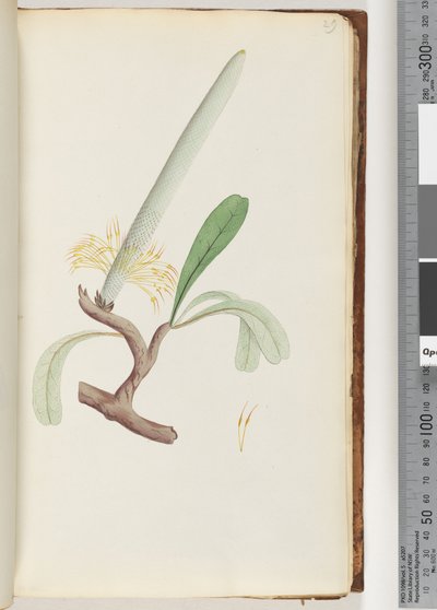Sida 29. Coast Banksia av Unknown artist