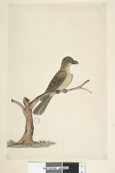 Sida 30. ...? Norfolk Island Blackbird? Aplonis fuscus, hona, 1791-92 av Unknown artist