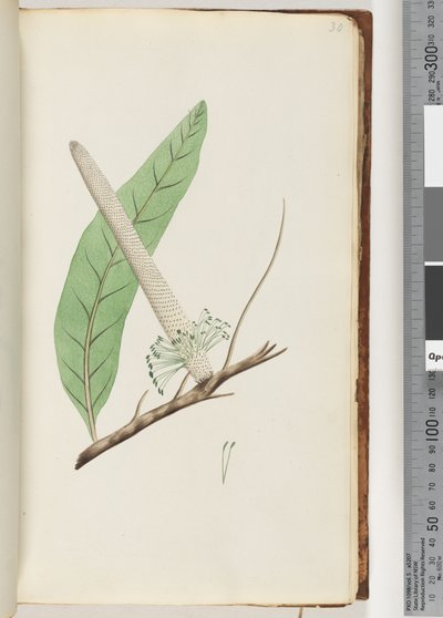 Sida 30. Plant, en Banksia av Unknown artist