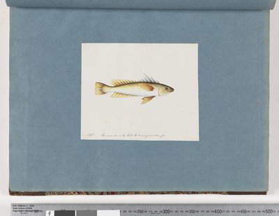 Sida 30. Oidentifierad fisk av Unknown artist