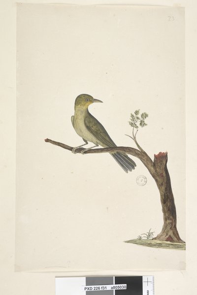 Sida 31....? Smal, näbbvit, öga Zosterops tenuirostris, 1791-92 av Unknown artist