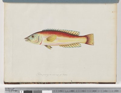 Sida 31. Oidentifierad fisk av Unknown artist