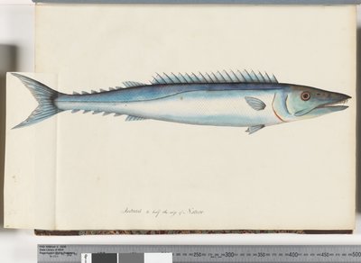 Sida 32. Barracouta av Unknown artist
