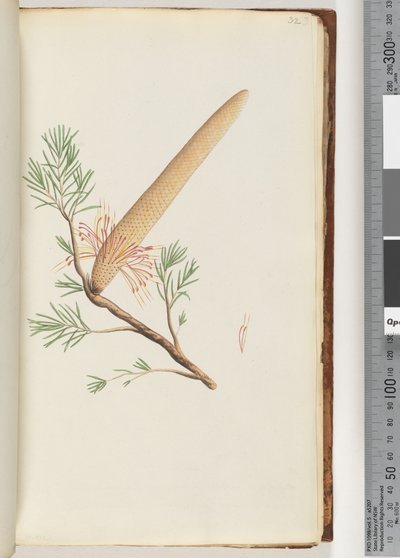 Sida 32. Växt, Banksia ericifolia av Unknown artist