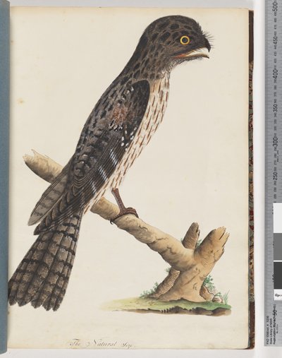 Sida 33. Tawny Frogmouth. Gracile Goatsucker av Unknown artist