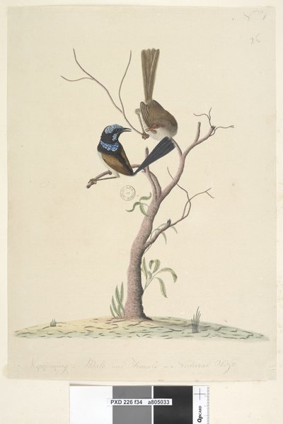 Sida 34. Mo,ro,dru,ing, hane och hona, naturlig storlek Superb Blue Wren Malurus cyaneus, 1791-92 av Unknown artist