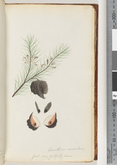 Sida 35. Conchium aciculare / Frukt mycket troget ritad hårig nålbuske av Unknown artist