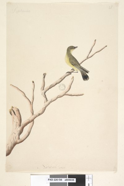 Sida 36. September. Naturlig storlek Gul törnbill Acanthiza nana, 1791-92 av Unknown artist