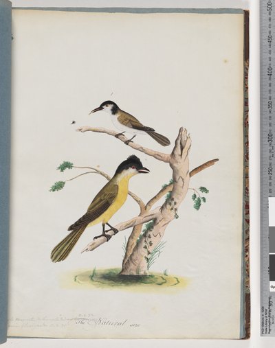Sida 37. 1. Oidentifierad fågel. Agile honungsätare. Black-Headed Creeper av Unknown artist