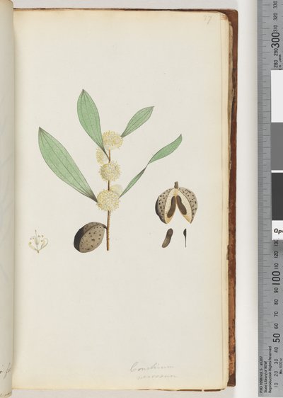 Sida 37. Conchium nervosum (akvarell) av Unknown artist