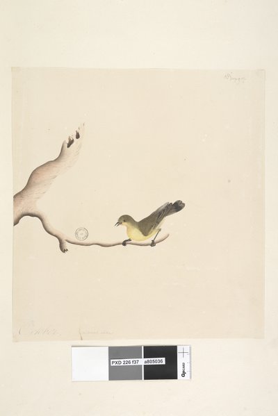Sida 37. Oktober. Naturlig storlek Gul törnbill Acanthiza nana, 1791-92 av Unknown artist