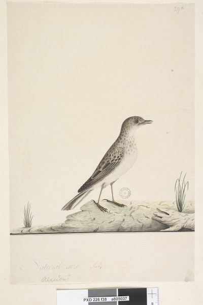 Sida 38. Alundu? ovanstående titel i annan hand Naturlig storlek,  juli Pipit Anthus australis, 1791-92 av Unknown artist